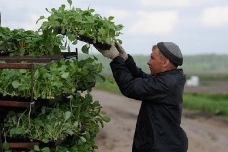 Правительство области готовит программу «Дальний ленинградский гектар»