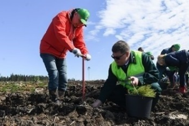 В Ленинградской области прибавилось 100 гектаров леса