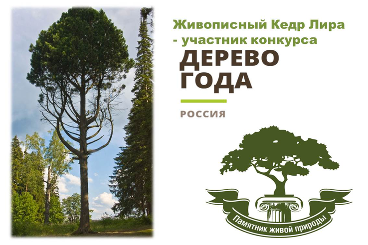 Поддержим нашего участника Всероссийского конкурса «Российское дерево года – 2023»
