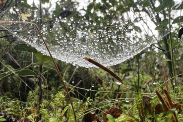 Ленобласти — чистые леса