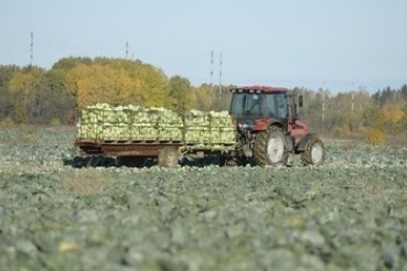 АПК: Стомиллиардный рубеж ленинградского агропрома